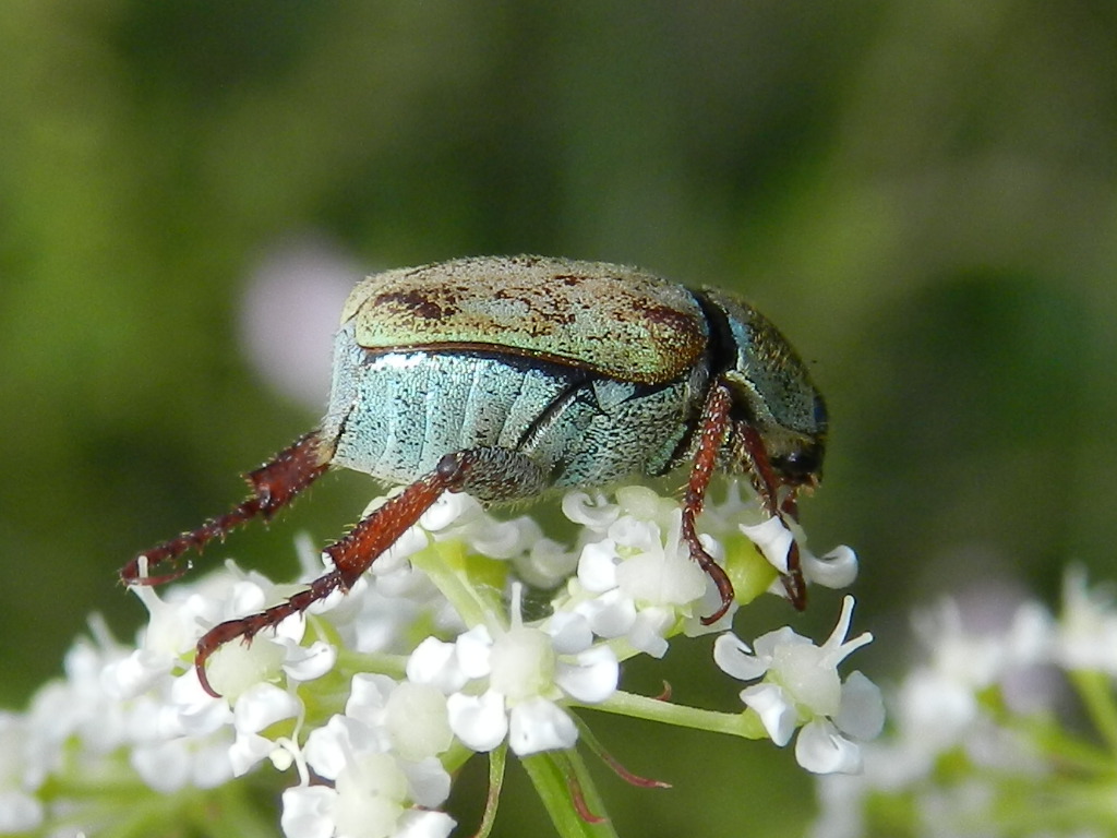 ID Maggiolino verde: Hoplia argentea